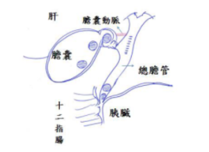 gallbladder