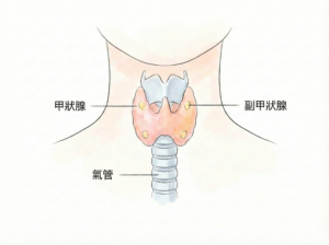 neck parathyroid.webp